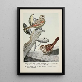 Sweet Voice le Bruant des prés Little Friend le Bruant chanteur - Louis Agassiz Fuertes — framed artwork on a wall