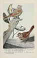 Sweet Voice le Bruant des prés Little Friend le Bruant chanteur - Louis Agassiz Fuertes — artwork view