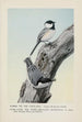 Tommy Tit the Black-capped Chickadee YankYank the White-breasted Nuthatch - Louis Agassiz Fuertes — artwork view