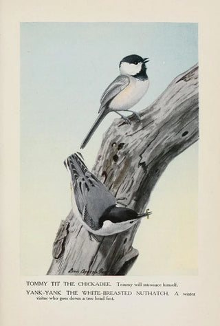 Tommy Tit the Black-capped Chickadee YankYank the White-breasted Nuthatch - Louis Agassiz Fuertes — artwork view