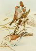 Bruant des arbres Snowflake - Louis Agassiz Fuertes — artwork view