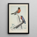 Welcome Robin Winsome Bluebird - Louis Agassiz Fuertes — framed artwork on a wall