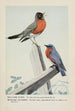 Welcome Robin Winsome Bluebird - Louis Agassiz Fuertes — artwork view