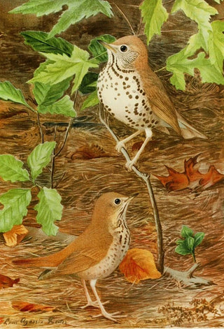 Wood Thrush Solitary Thrush - Louis Agassiz Fuertes — artwork view