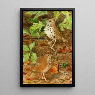 Wood Thrush Solitary Thrush - Louis Agassiz Fuertes — framed artwork on a wall
