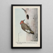 Yellow Wing le Pic flamboyant - Louis Agassiz Fuertes — framed artwork on a wall