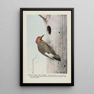 Yellow Wing le Pic flamboyant - Louis Agassiz Fuertes — framed artwork on a wall