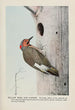 Yellow Wing le Pic flamboyant - Louis Agassiz Fuertes — artwork view