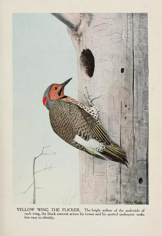 Yellow Wing le Pic flamboyant - Louis Agassiz Fuertes — artwork view