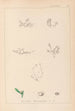 Herbier de la flore française Pl0001 - Louis Antoine Cusin — artwork view