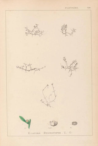 Herbier de la flore française Pl0001 - Louis Antoine Cusin — artwork view