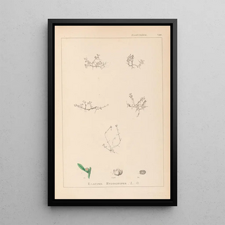 Herbier de la flore française Pl0001 - Louis Antoine Cusin — framed artwork on a wall