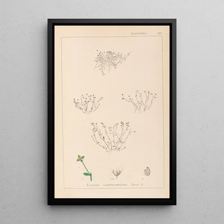 Herbier de la flore française Pl0002 - Louis Antoine Cusin — framed artwork on a wall