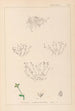 Herbier de la flore française Pl0002 - Louis Antoine Cusin — artwork view