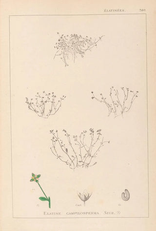 Herbier de la flore française Pl0002 - Louis Antoine Cusin — artwork view