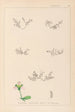 Herbier de la flore française Pl0004 - Louis Antoine Cusin — artwork view