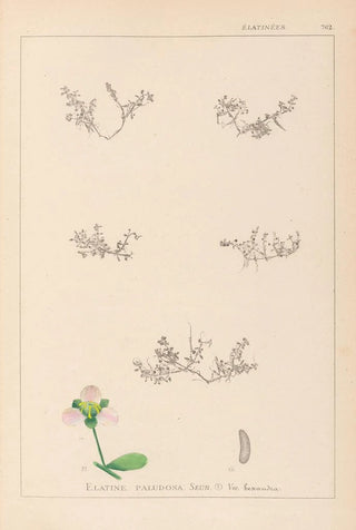 Herbier de la flore française Pl0004 - Louis Antoine Cusin — artwork view