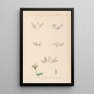 Herbier de la flore française Pl0004 - Louis Antoine Cusin — framed artwork on a wall