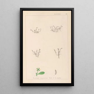 Herbier de la flore française Pl0005 - Louis Antoine Cusin — framed artwork on a wall