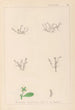 Herbier de la flore française Pl0005 - Louis Antoine Cusin — artwork view