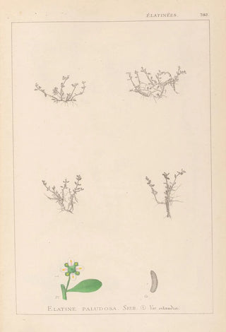Herbier de la flore française Pl0005 - Louis Antoine Cusin — artwork view