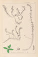 Herbier de la flore française Pl0006 - Louis Antoine Cusin — artwork view