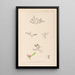 Herbier de la flore française Pl0007 - Louis Antoine Cusin — framed artwork on a wall