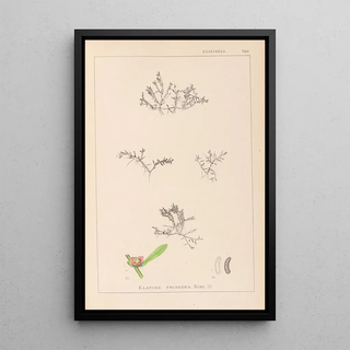 Herbier de la flore française Pl0007 - Louis Antoine Cusin — framed artwork on a wall