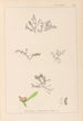 Herbier de la flore française Pl0007 - Louis Antoine Cusin — artwork view