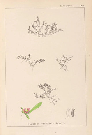 Herbier de la flore française Pl0007 - Louis Antoine Cusin — artwork view
