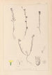 Herbier de la flore française Pl0008 - Louis Antoine Cusin — artwork view