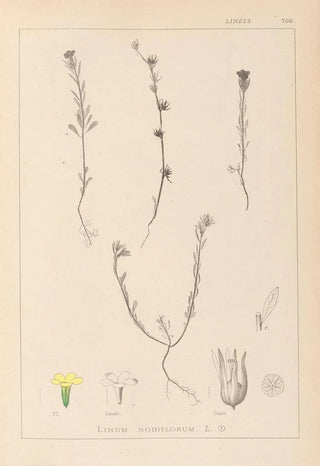 Herbier de la flore française Pl0008 - Louis Antoine Cusin — artwork view