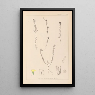 Herbier de la flore française Pl0008 - Louis Antoine Cusin — framed artwork on a wall