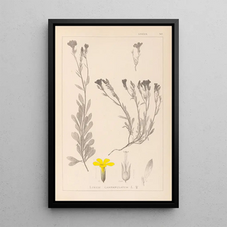 Herbier de la flore française Pl0009 - Louis Antoine Cusin — framed artwork on a wall