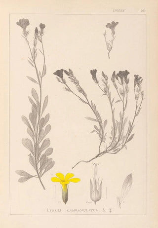Herbier de la flore française Pl0009 - Louis Antoine Cusin — artwork view