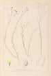 Herbier de la flore française Pl0010 - Louis Antoine Cusin — artwork view