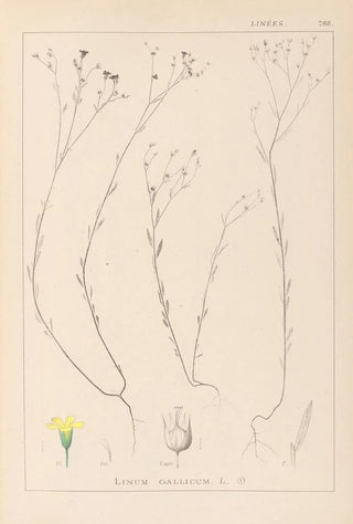 Herbier de la flore française Pl0010 - Louis Antoine Cusin — artwork view