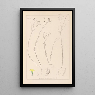 Herbier de la flore française Pl0010 - Louis Antoine Cusin — framed artwork on a wall