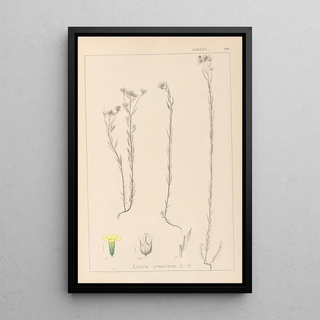 Herbier de la flore française Pl0011 - Louis Antoine Cusin — framed artwork on a wall