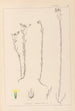 Herbier de la flore française Pl0011 - Louis Antoine Cusin — artwork view