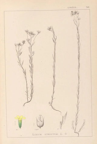 Herbier de la flore française Pl0011 - Louis Antoine Cusin — artwork view