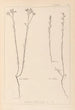 Herbier de la flore française Pl0012 - Louis Antoine Cusin — artwork view