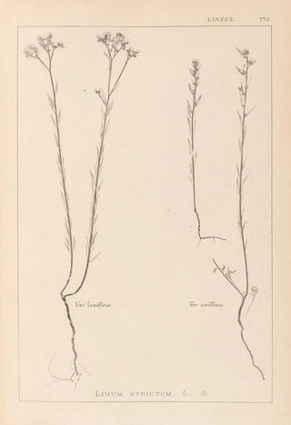 Herbier de la flore française Pl0012 - Louis Antoine Cusin — artwork view