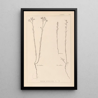 Herbier de la flore française Pl0012 - Louis Antoine Cusin — framed artwork on a wall