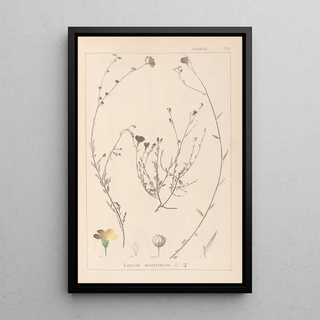 Herbier de la flore française Pl0013 - Louis Antoine Cusin — framed artwork on a wall