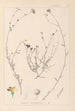 Herbier de la flore française Pl0013 - Louis Antoine Cusin — artwork view