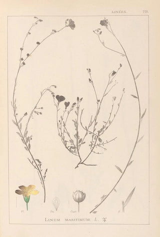 Herbier de la flore française Pl0013 - Louis Antoine Cusin — artwork view