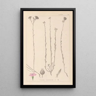 Herbier de la flore française Pl0014 - Louis Antoine Cusin — framed artwork on a wall