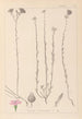 Herbier de la flore française Pl0014 - Louis Antoine Cusin — artwork view