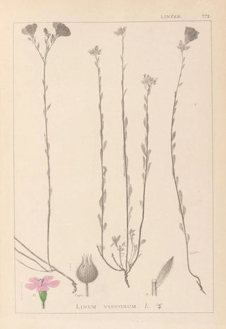 Herbier de la flore française Pl0014 - Louis Antoine Cusin — artwork view